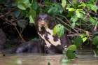A Giant otter-Pteronura brasiliensis-rests in a river Mato Grosso Do Sul State-Brazil Art Print